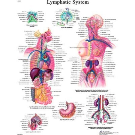 FABRICATION ENTERPRISES 3B® Anatomical Chart - Lymphatic System, Paper 12-4613P